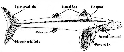 Early shark fossil , the Devonian Cladoselache