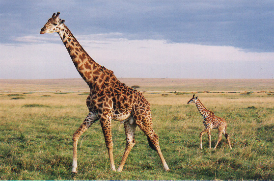 two Giraffes