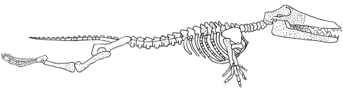 Ambulocetus natans: an early whale with legs