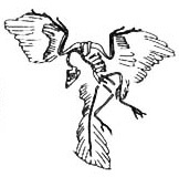 Archaeopteryx -- Berlin specimen (1877)